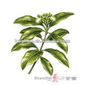 Eucommia Leaf Extract 30% (ElE110301)